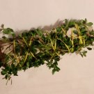 California White Sage with Lemon Thyme-USA grown-FREE Shipping