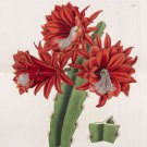 Edwards Botanical Register 33 Volumes