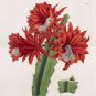 Edwards Botanical Register 33 Volumes