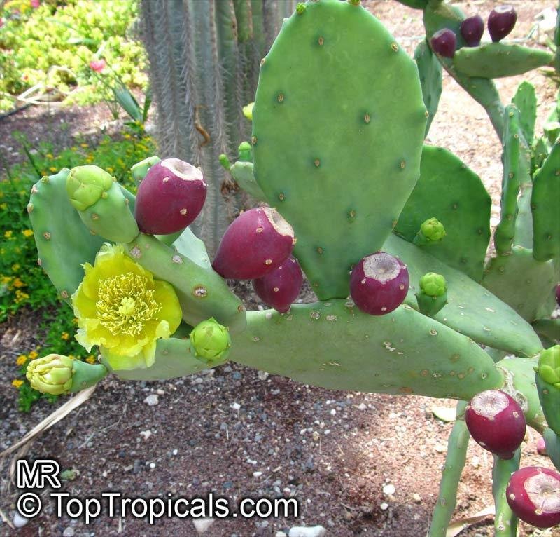 6 Spineless Organic Cactus Pads! >> Tortoise Turtle Iguana Food Nopales
