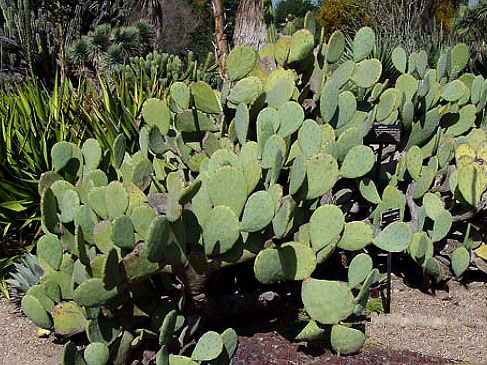 3 Spineless Thornless Edible Nopales Prickly Pear Cactus Pads Free