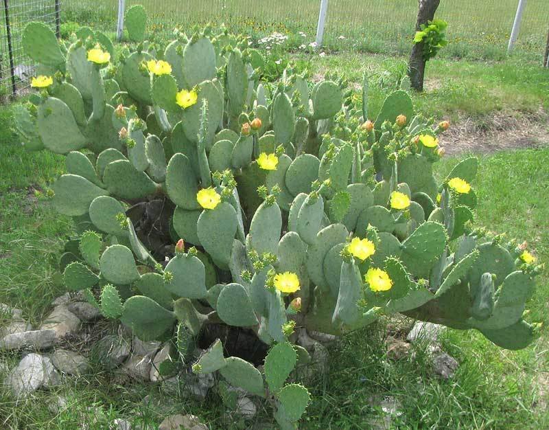 Spineless Prickly Pear Cactus, One Medium Size Pad, OPUNTIA CACANAPA 