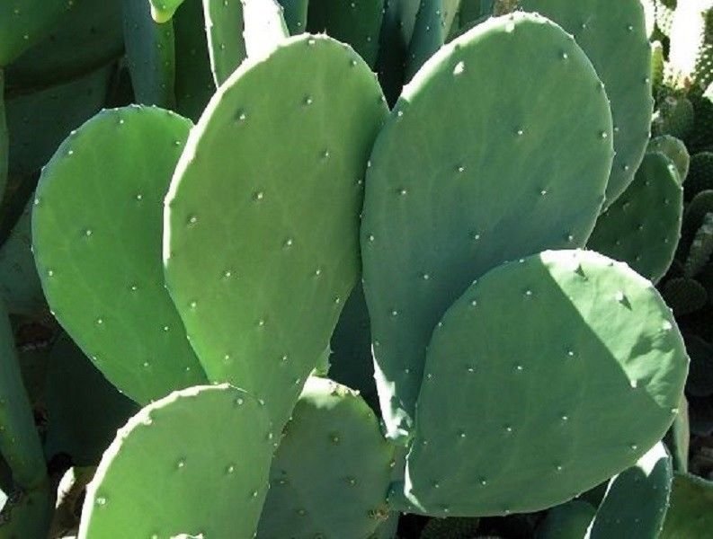 Two Winter Resistant Prickly Pear Cactus Pads Hardy & EASY GROW Ships FREE!!