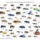 Common Species of Bees and Wasps Chart  18"x28" (45cm/70cm) Poster