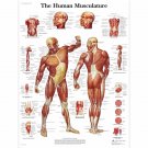 The Human Musculature Chart  18"x28" (45cm/70cm) Poster