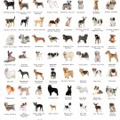 Approved Dog Breeds Chart 18"x28" (45cm/70cm) Canvas Print