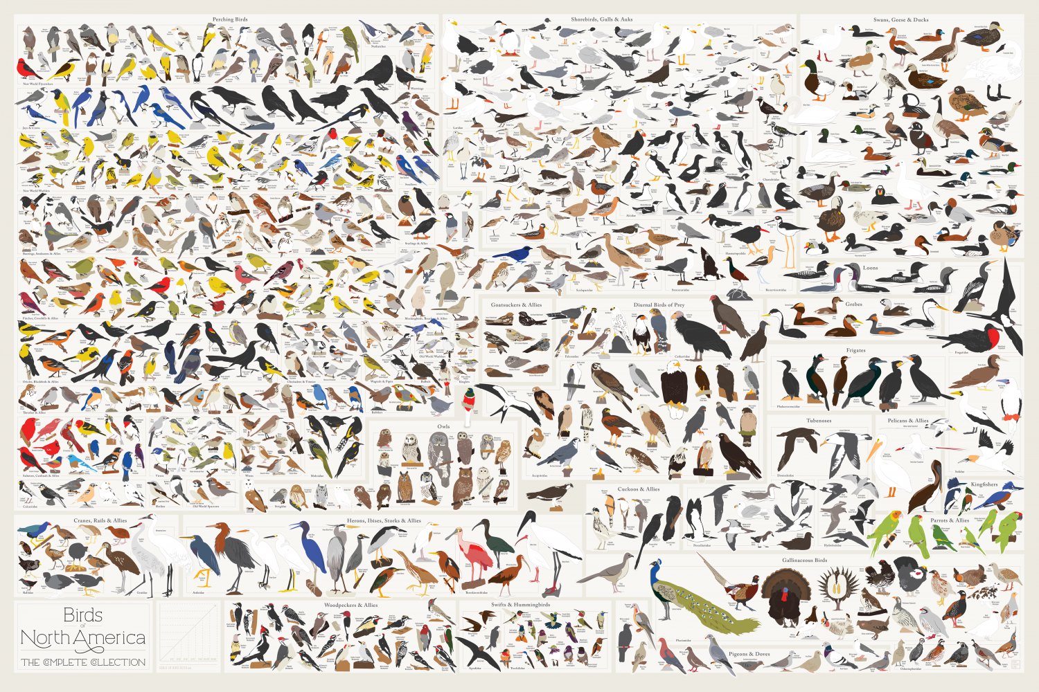 Birds of North America Chart 18"x28" (45cm/70cm) Canvas Print