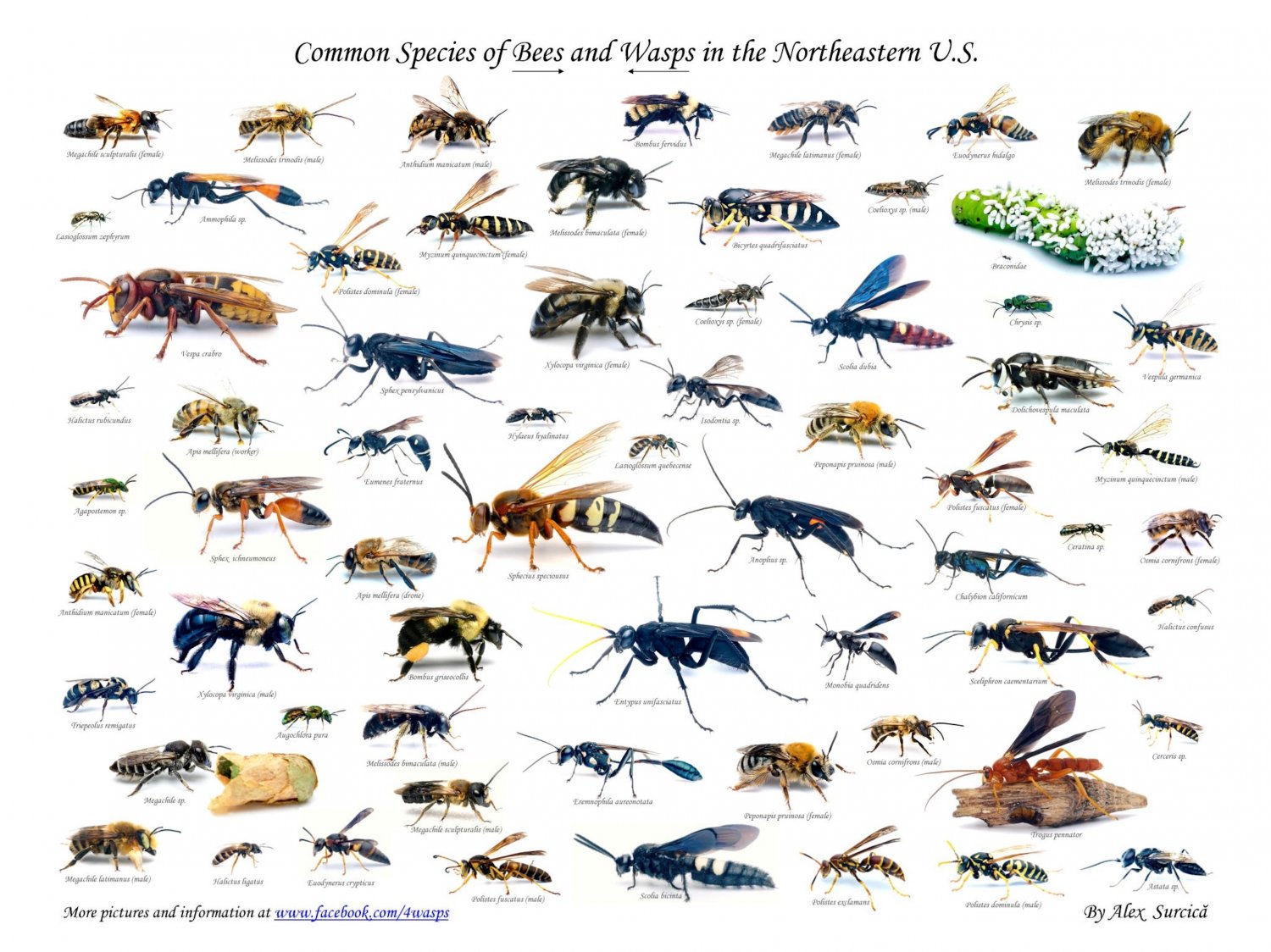 Common Species of Bees and Wasps Chart 18"x28" (45cm/70cm) Canvas Print