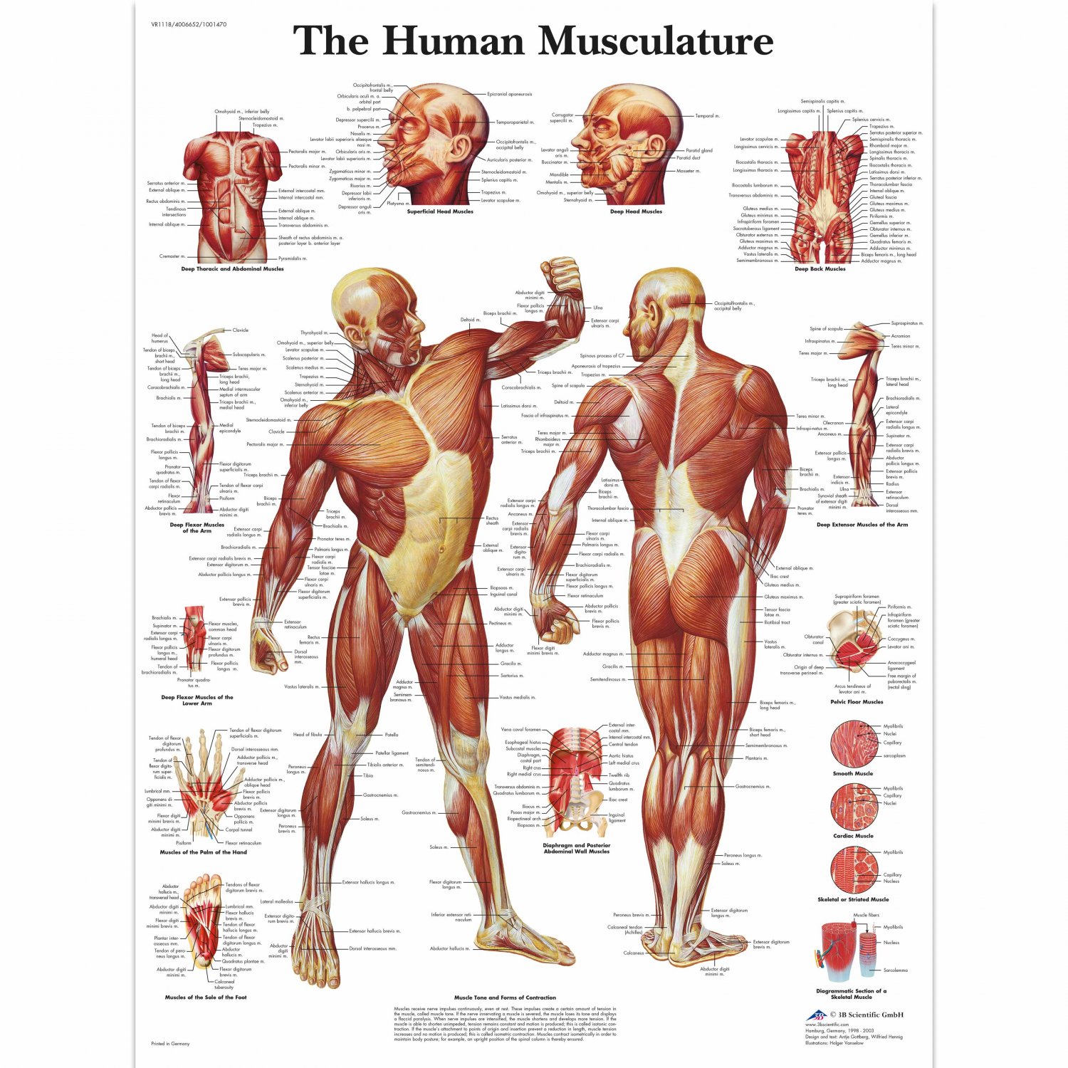 The Human Musculature Chart 18"x28" (45cm/70cm) Canvas Print
