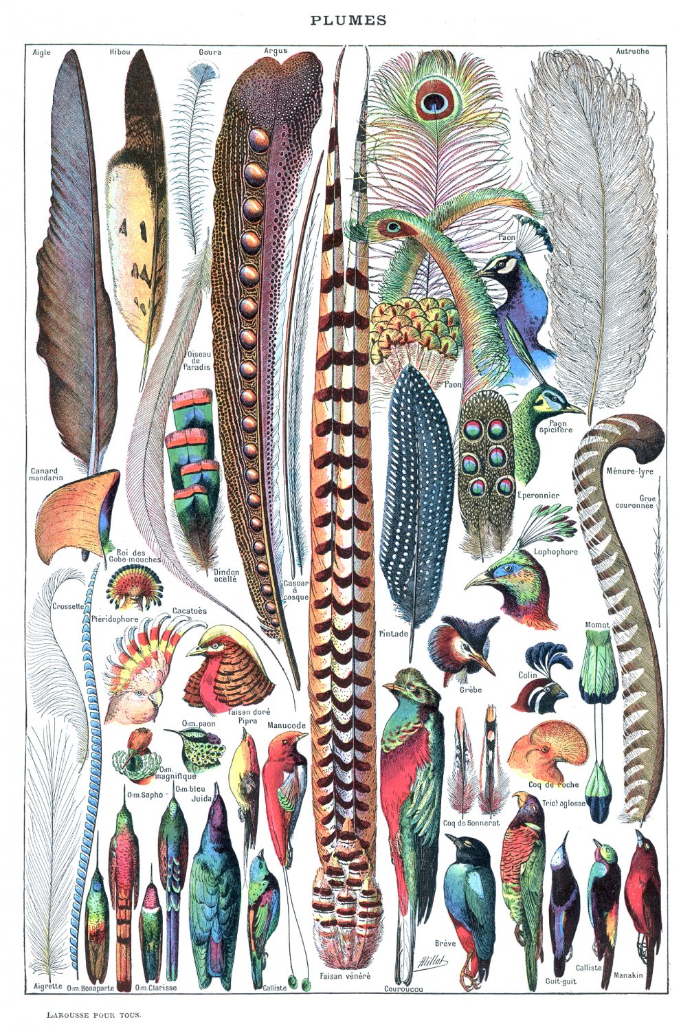 Plumes Feathers Chart 18"x28" (45cm/70cm) Poster