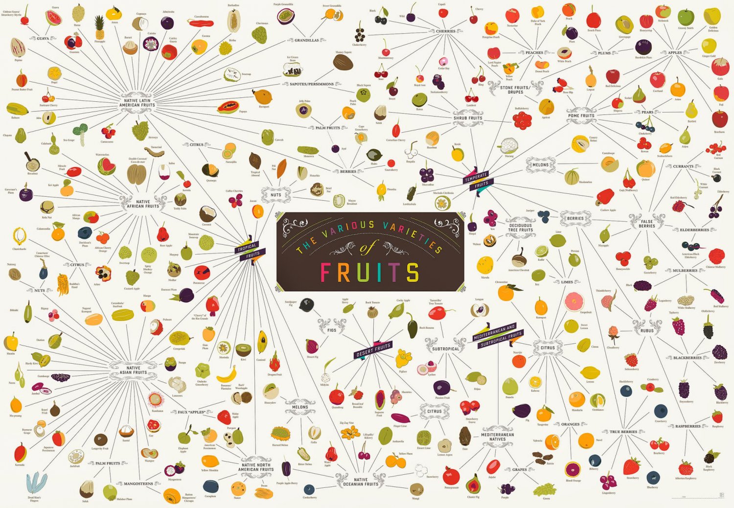 The Various Varieties of Fruits Chart  18"x28" (45cm/70cm) Canvas Print