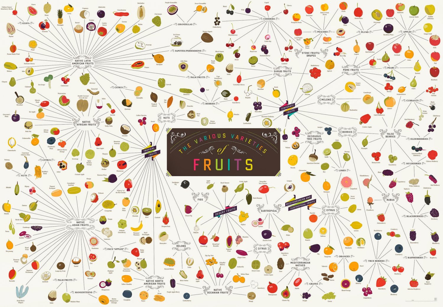 The Various Varieties of Fruits Chart 18