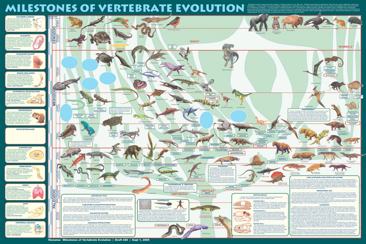 Milestones of Vertebrate Evolution Chart  18"x28" (45cm/70cm) Poster