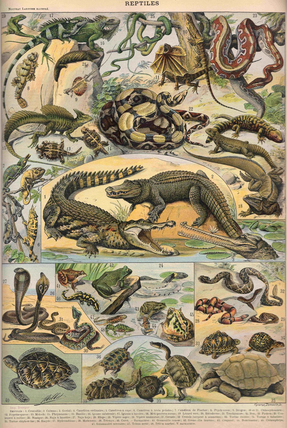 Different Types of Reptiles Chart 13"x19" (32cm/49cm) Polyester Fabric Poster