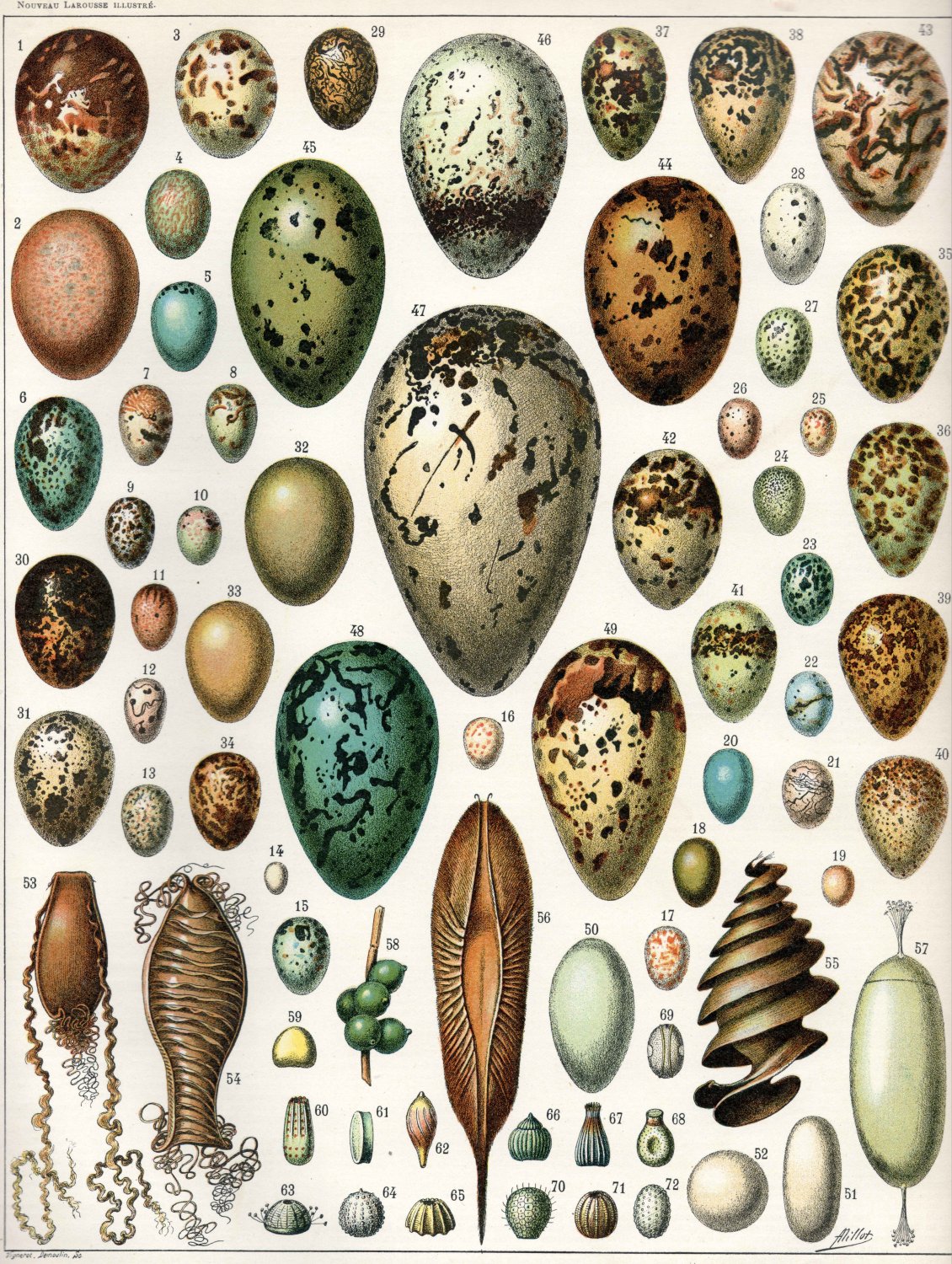 Different Types of Eggs Chart 13"x19" (32cm/49cm) Polyester Fabric Poster