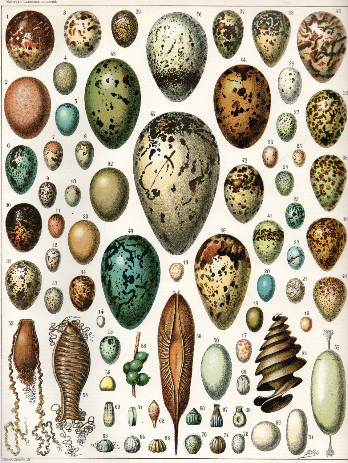 Different Types of Eggs Chart 18"x28" (45cm/70cm) Poster