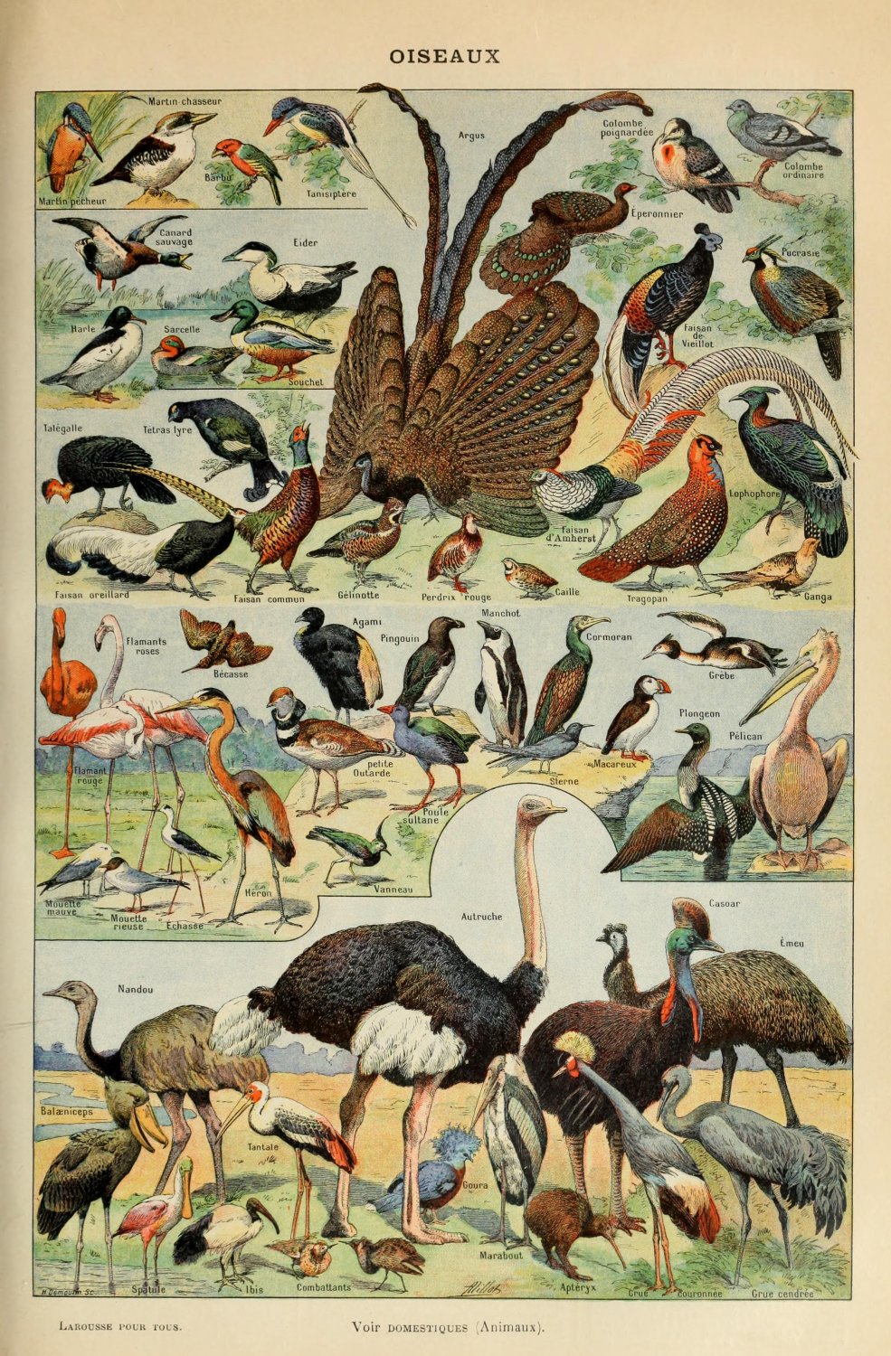 Different Type of Birds Chart 18"x28" (45cm/70cm) Canvas Print