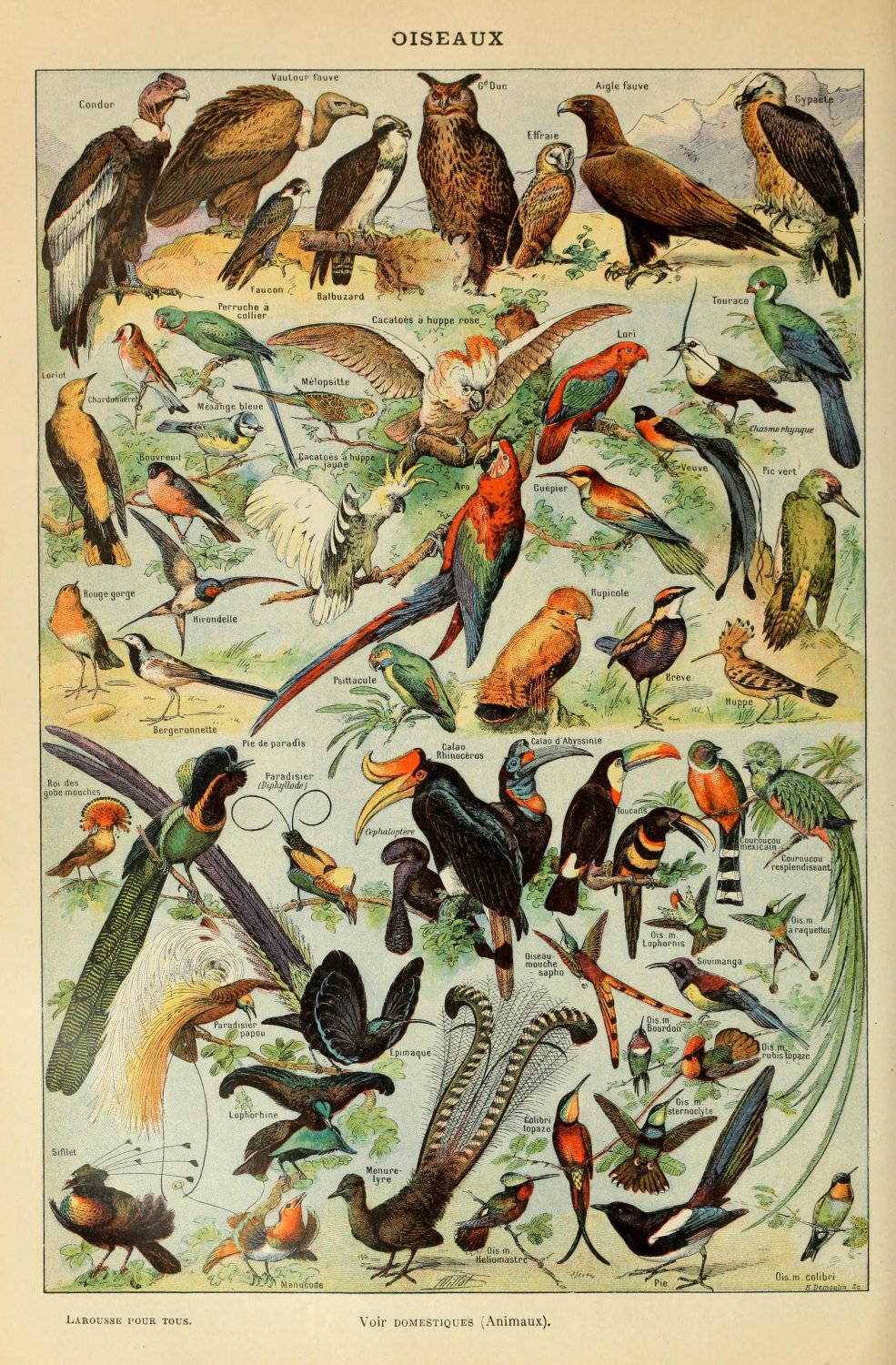 Different Type of Birds Chart  18"x28" (45cm/70cm) Canvas Print