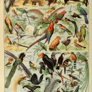 Different Type of Birds Chart  13"x19" (32cm/49cm) Polyester Fabric Poster