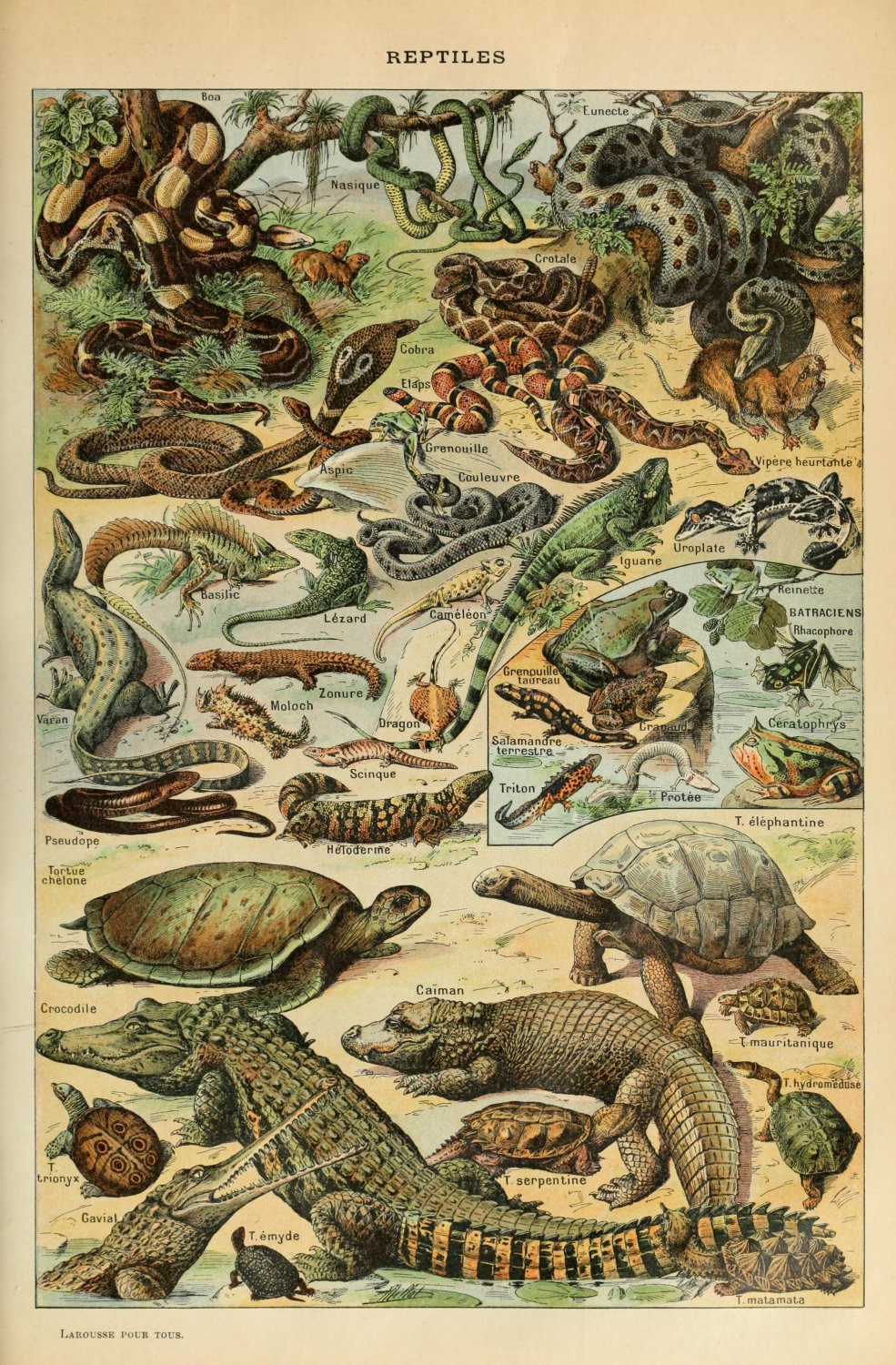 Different Type of Reptiles Chart  13"x19" (32cm/49cm) Polyester Fabric Poster
