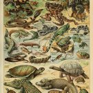 Different Type of Reptiles Chart  13"x19" (32cm/49cm) Polyester Fabric Poster