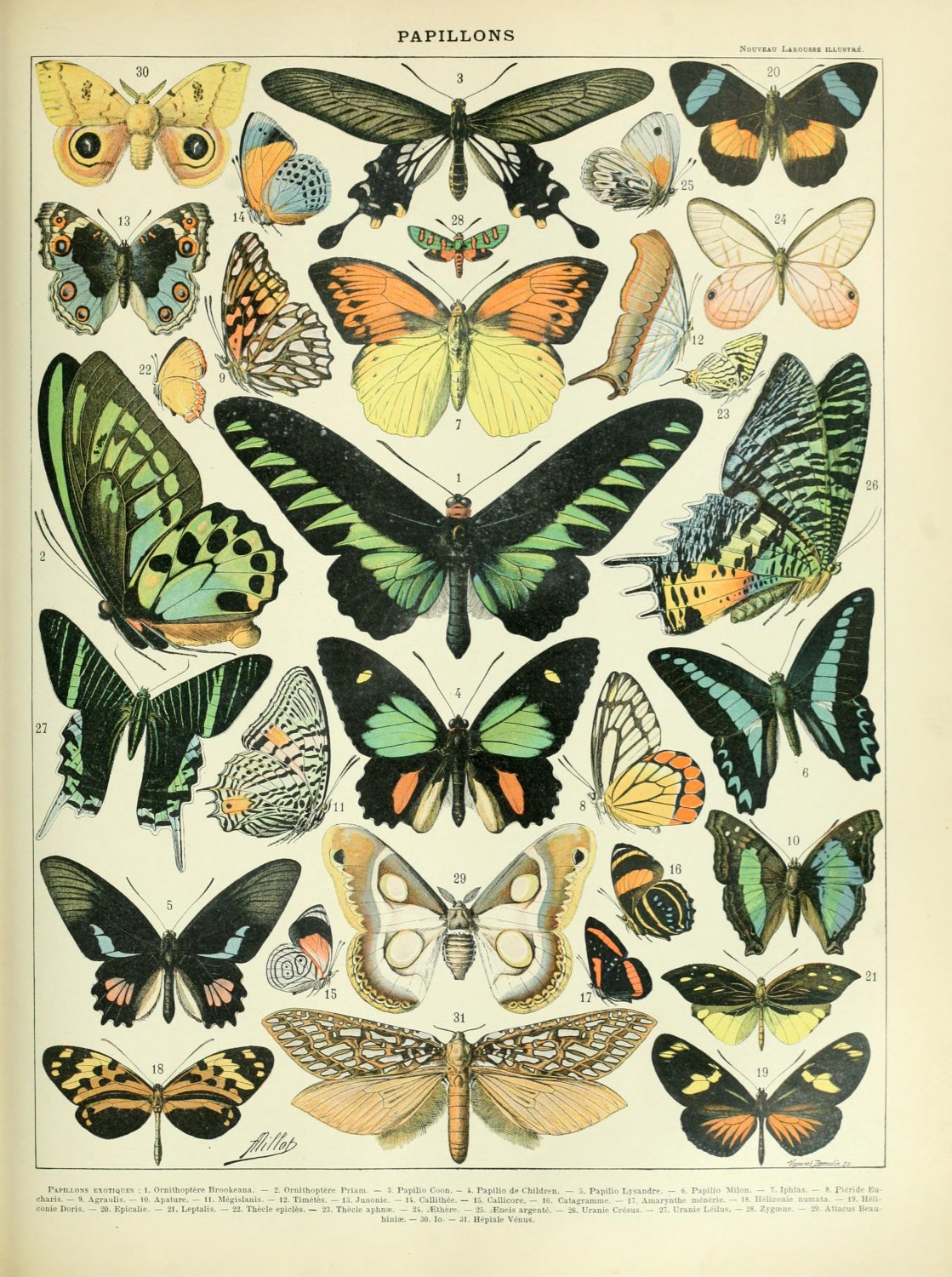 Different Types of Butterflies Chart 13"x19" (32cm/49cm) Polyester Fabric Poster