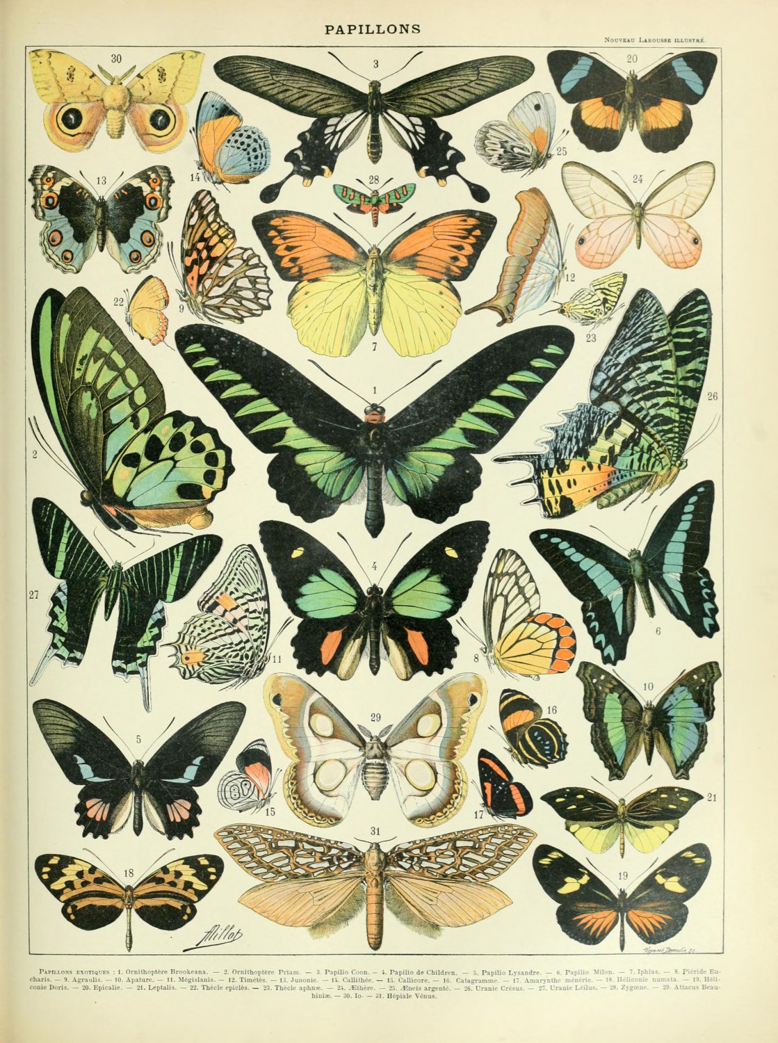 Different Types of Butterflies Chart  18"x28" (45cm/70cm) Canvas Print