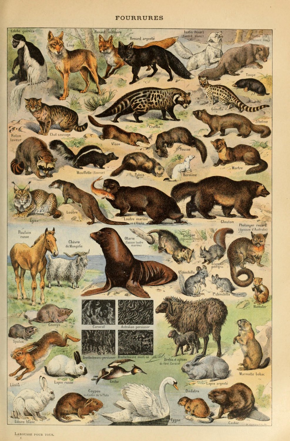 Different Types of Fur Animals Chart   13"x19" (32cm/49cm) Polyester Fabric Poster