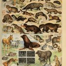 Different Types of Fur Animals Chart  18"x28" (45cm/70cm) Canvas Print