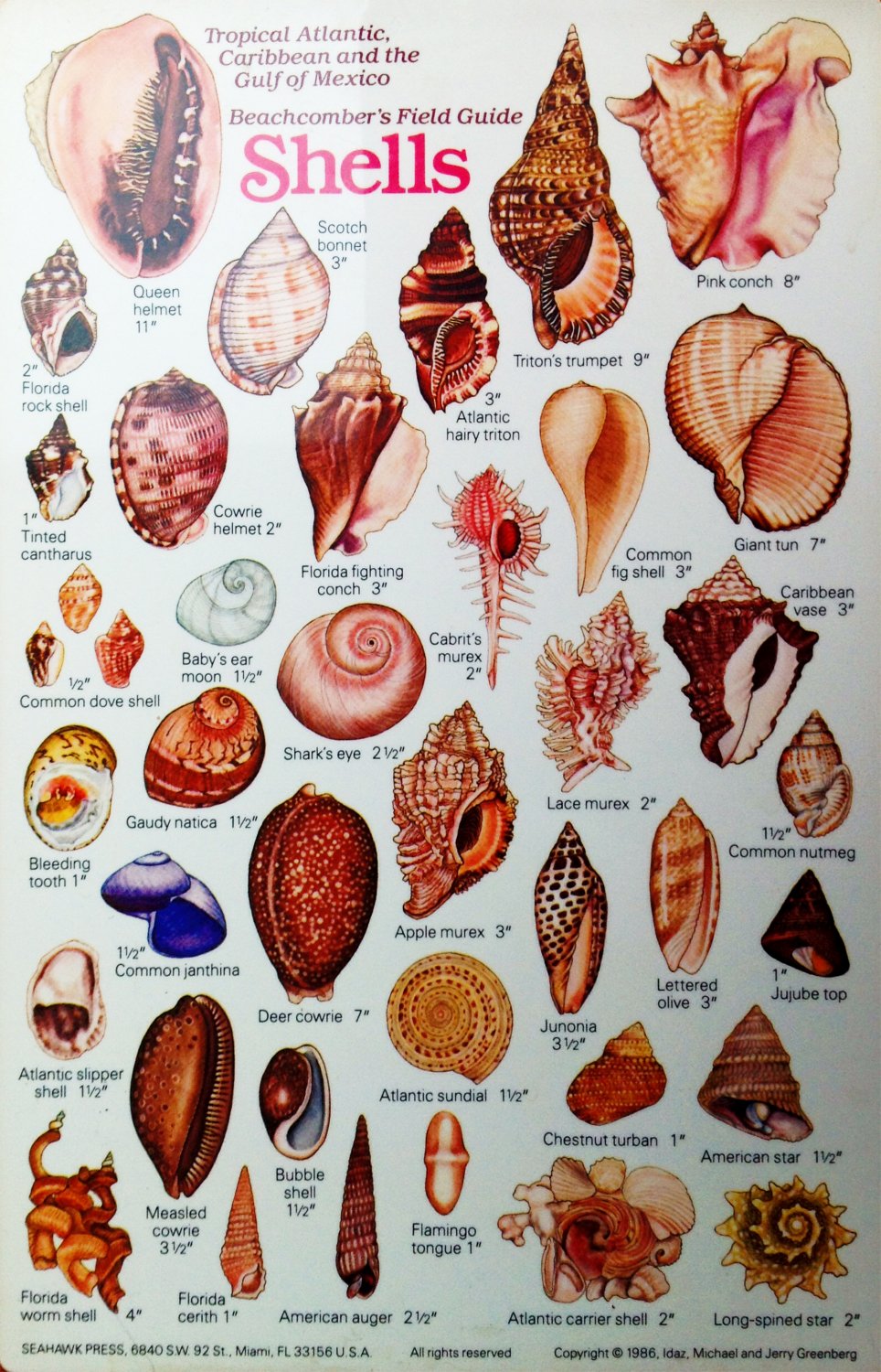 Beachcomber's Field Guide Shells Chart  18"x28" (45cm/70cm) Poster