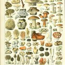 Champignons Mushrooms Types Chart  18"x28" (45cm/70cm) Canvas Print