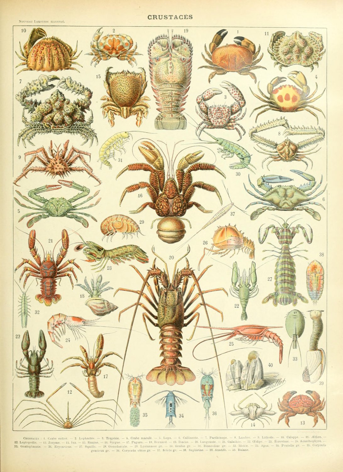 Different Types of Crustaceans Chart  18"x28" (45cm/70cm) Poster