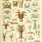Different Types of Crustaceans Chart  18"x28" (45cm/70cm) Canvas Print