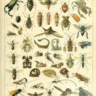 Different Types of Insects Chart  18"x28" (45cm/70cm) Poster