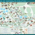 Milestones of Vertebrate Evolution Chart  18"x28" (45cm/70cm) Canvas Print
