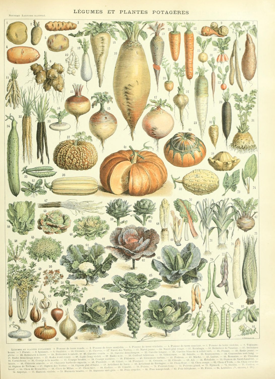 Vegetable Culture Chart 18"x28" (45cm/70cm) Canvas Print