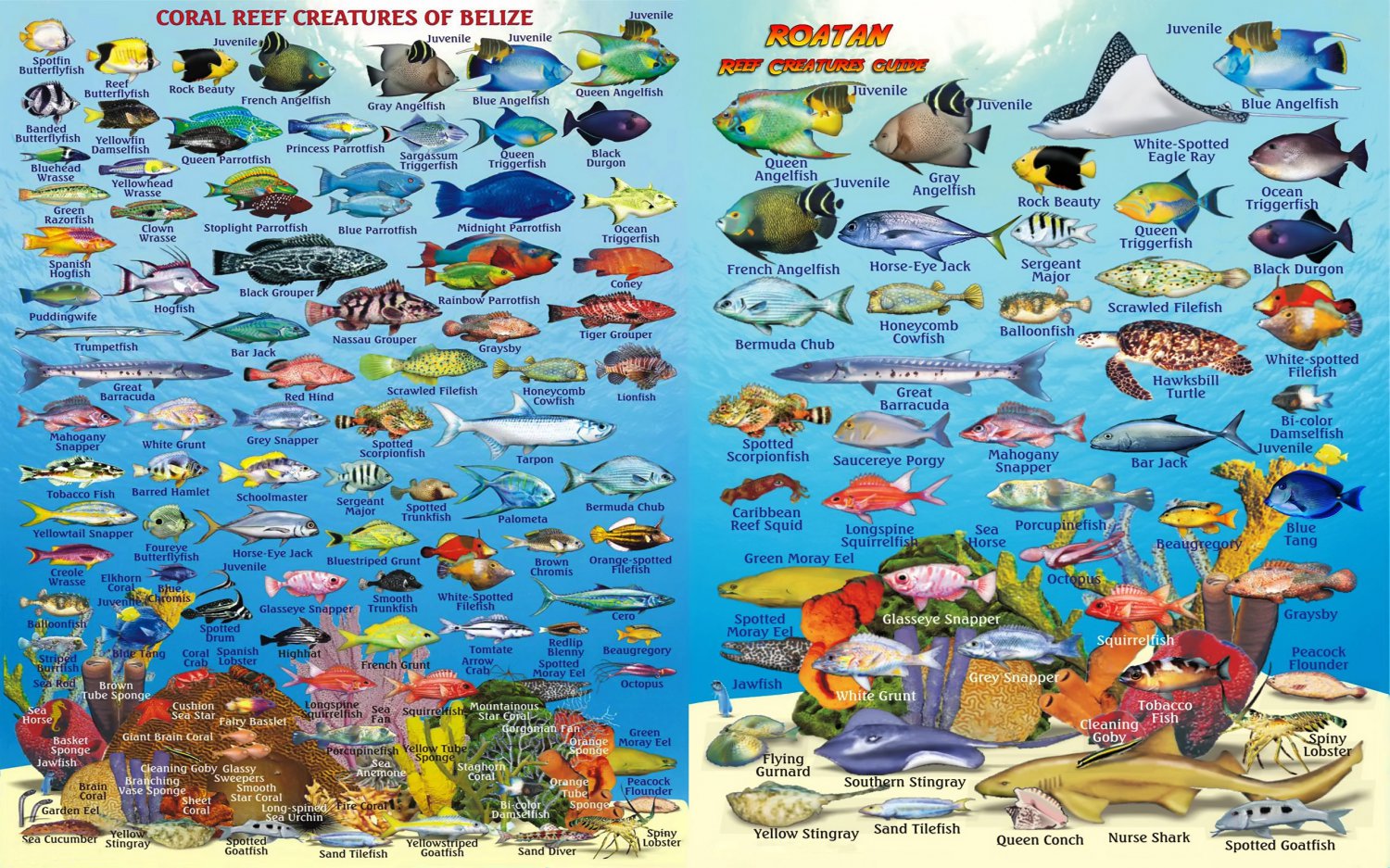 Coral Reef Creatures of Belize & Roatan Chart  18"x28" (45cm/70cm) Canvas Print