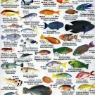 Red Sea Fish Chart  18"x28" (45cm/70cm) Poster