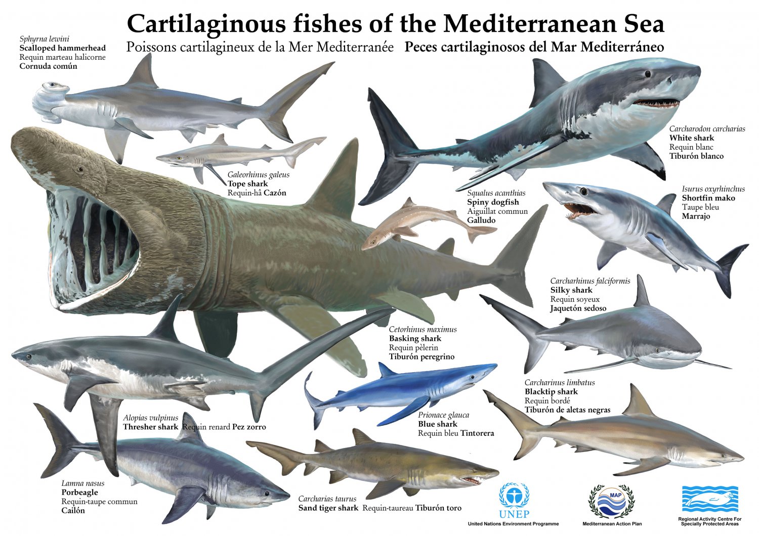 Cartilaginous Fishes of the Mediterranean Sea Chart  18"x28" (45cm/70cm) Canvas Print