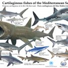 Cartilaginous Fishes of the Mediterranean Sea Chart  18"x28" (45cm/70cm) Poster