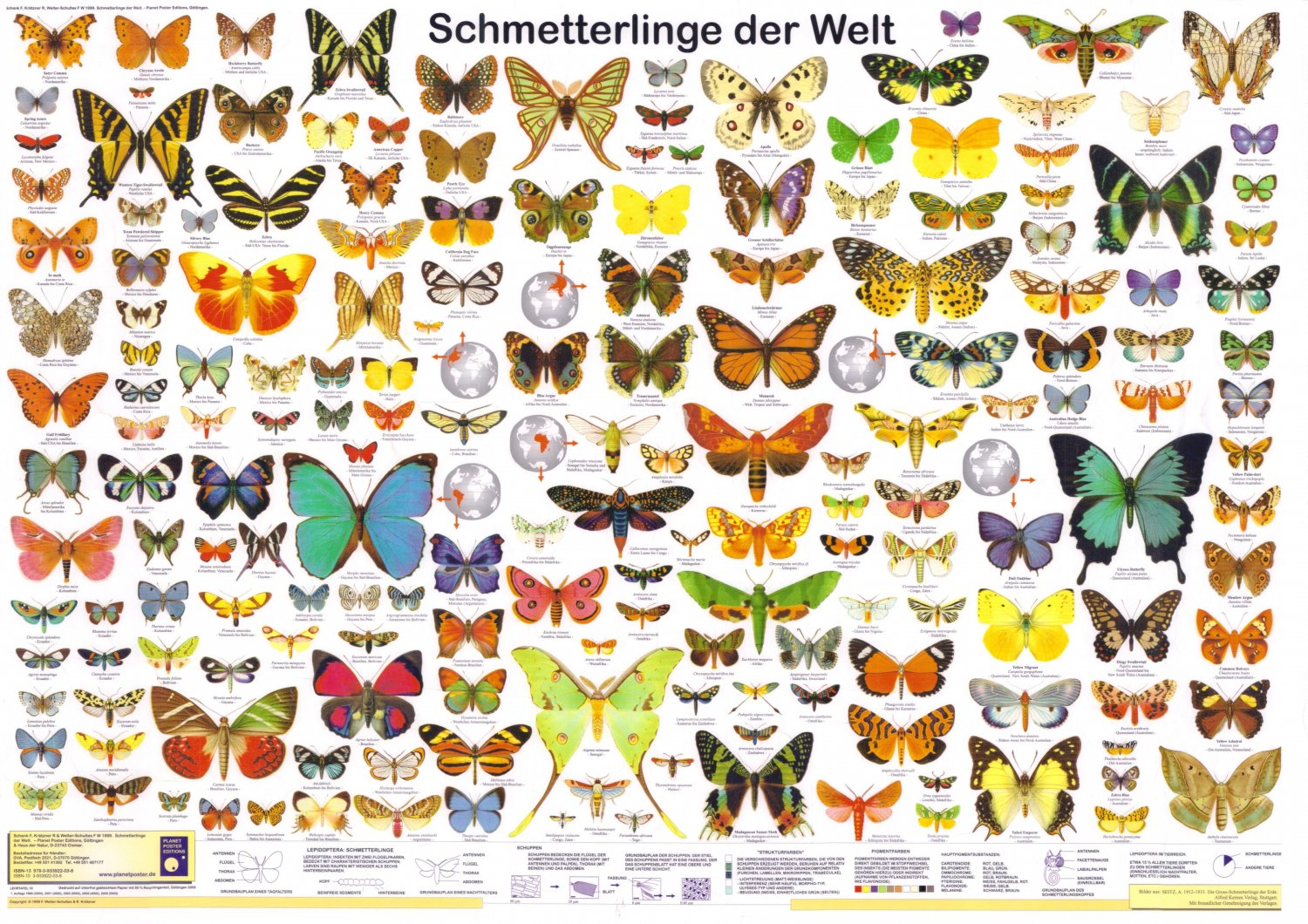 Butterfly Types Chart 18"x28" (45cm/70cm) Poster