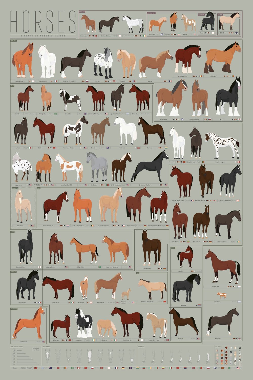 Different Types of Horses Chart 18"x28" (45cm/70cm) Canvas Print