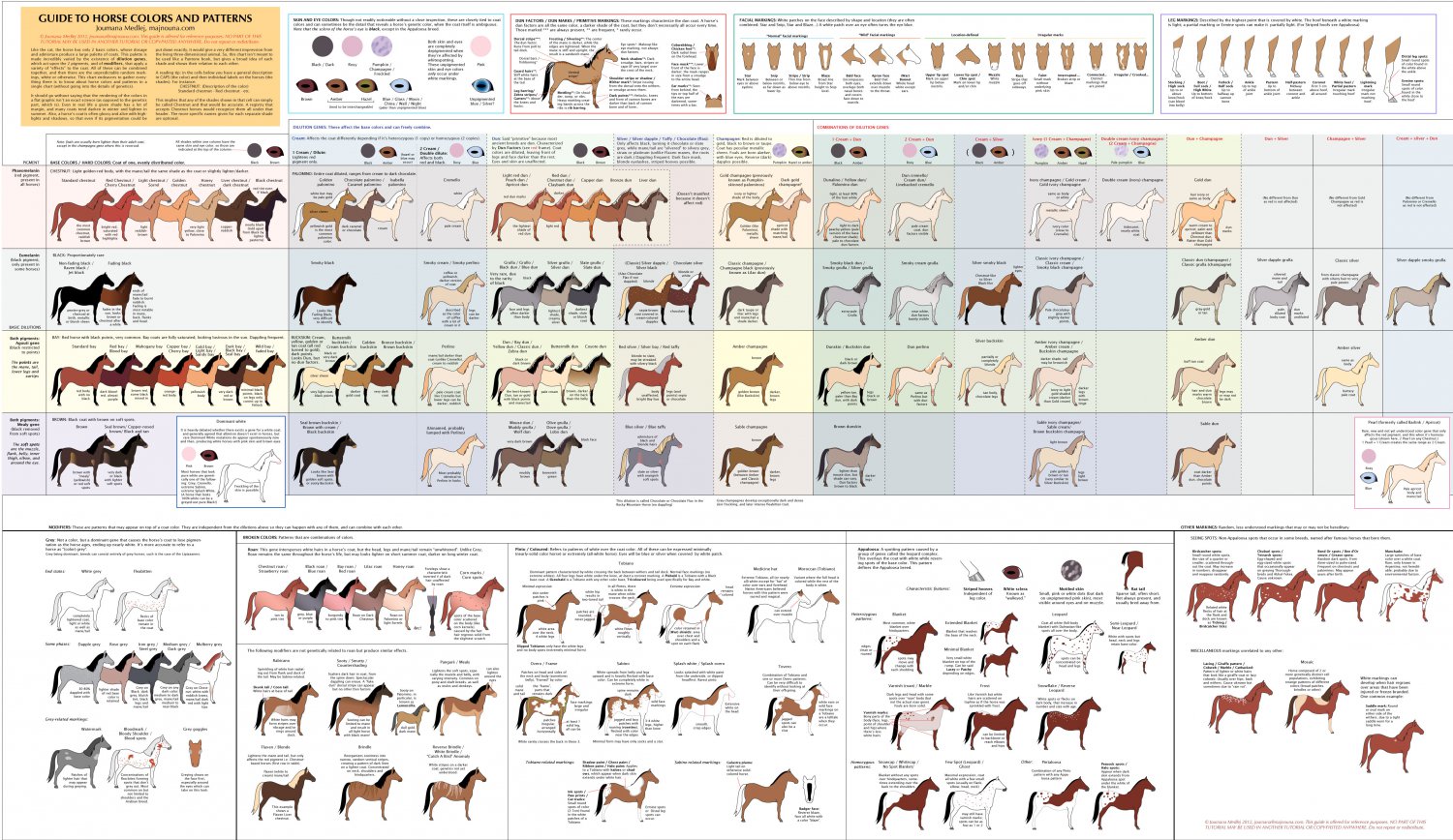 Guide to Horse colors and patterns Chart  18"x28" (45cm/70cm) Poster