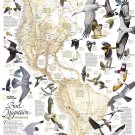 Bird Migration Western Hemisphere Chart 18"x28" (45cm/70cm) Poster