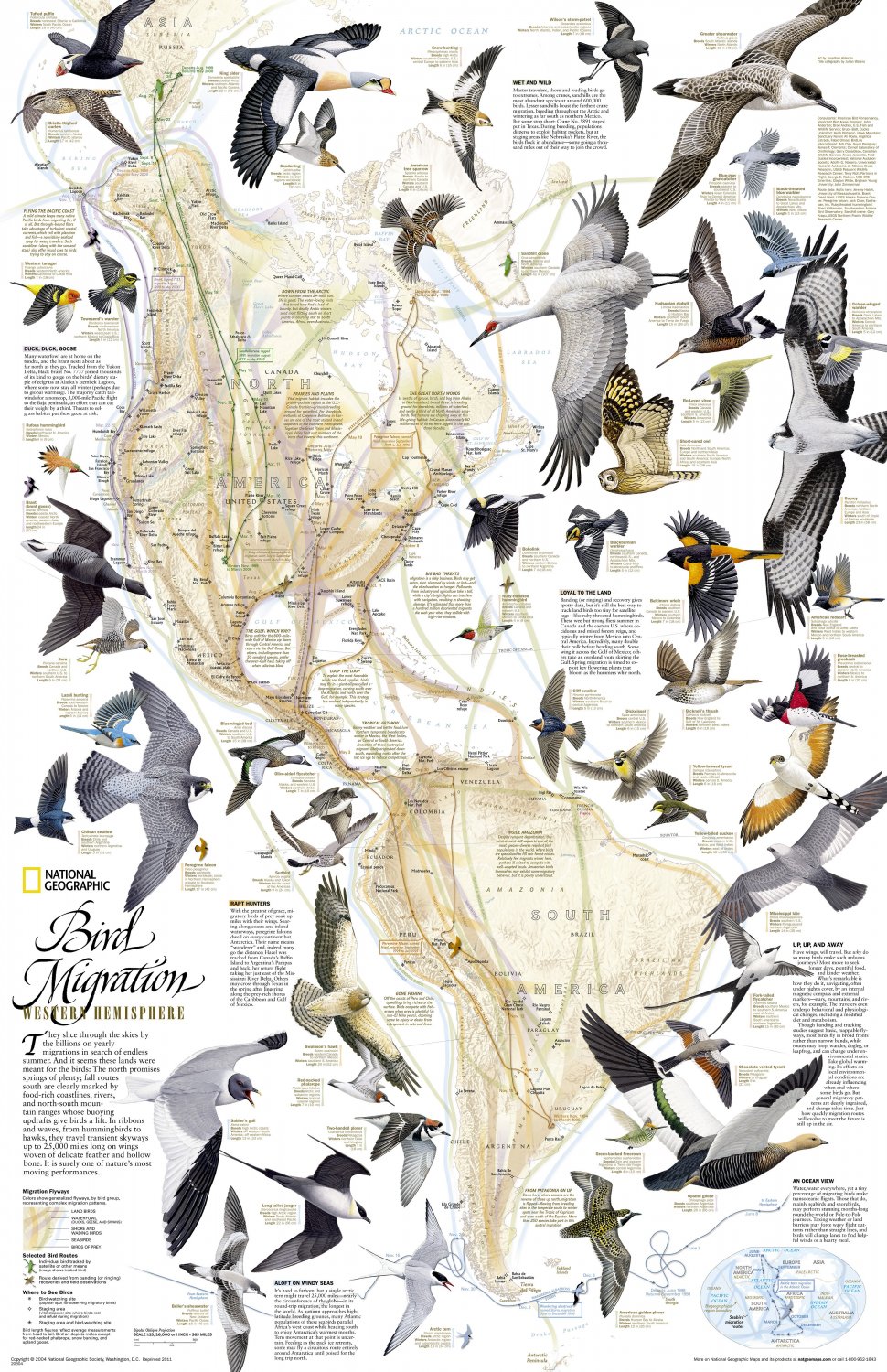 Bird Migration Western Hemisphere Chart 18"x28" (45cm/70cm) Canvas Print