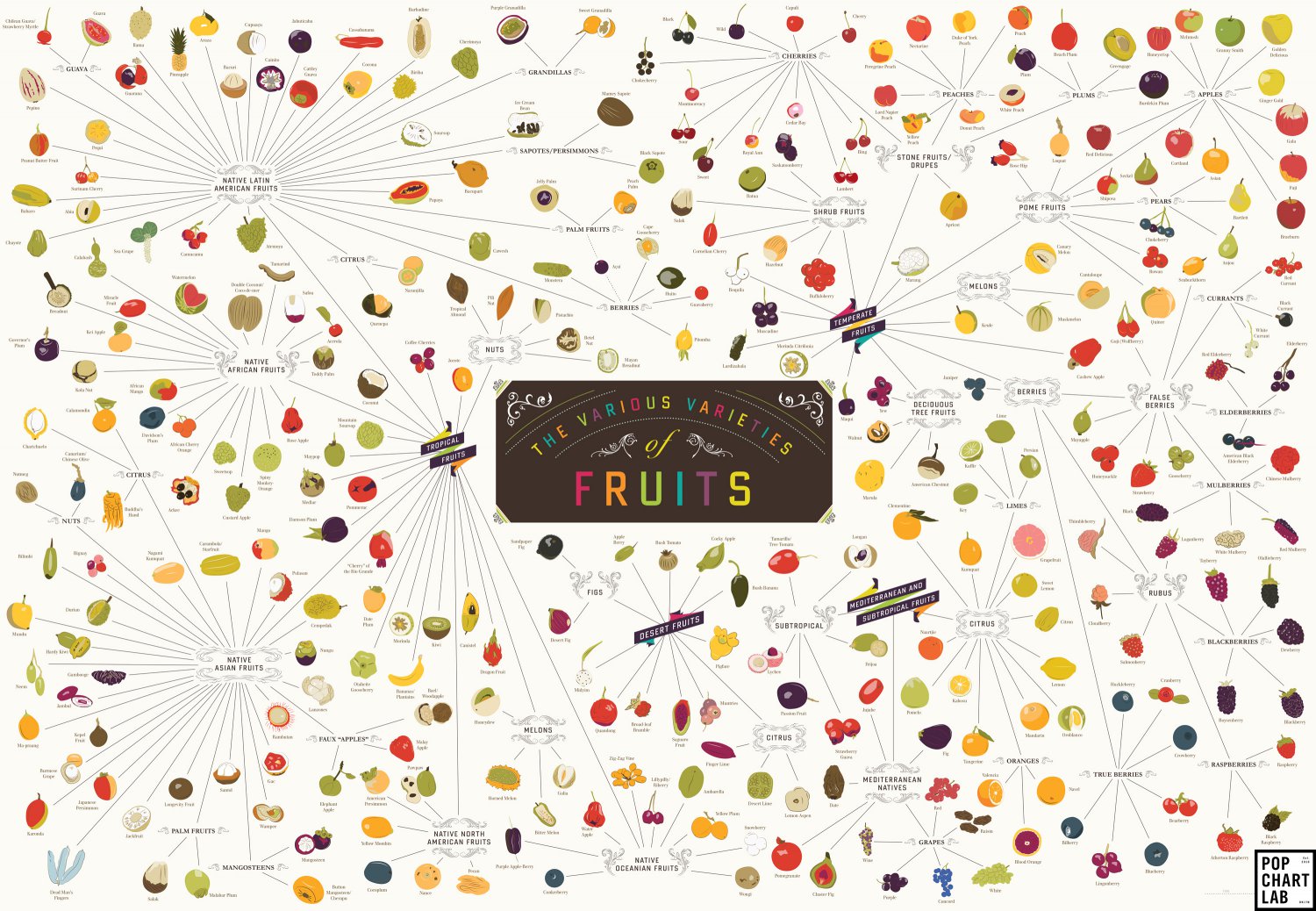 The Various Varieties of Fruits Chart 18"x28" (45cm/70cm) Canvas Print