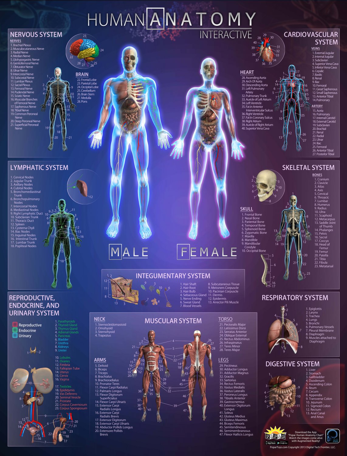 Human Anatomy Interactive Atlas Chart 13"x19" (32cm/49cm) Polyester Fabric Poster