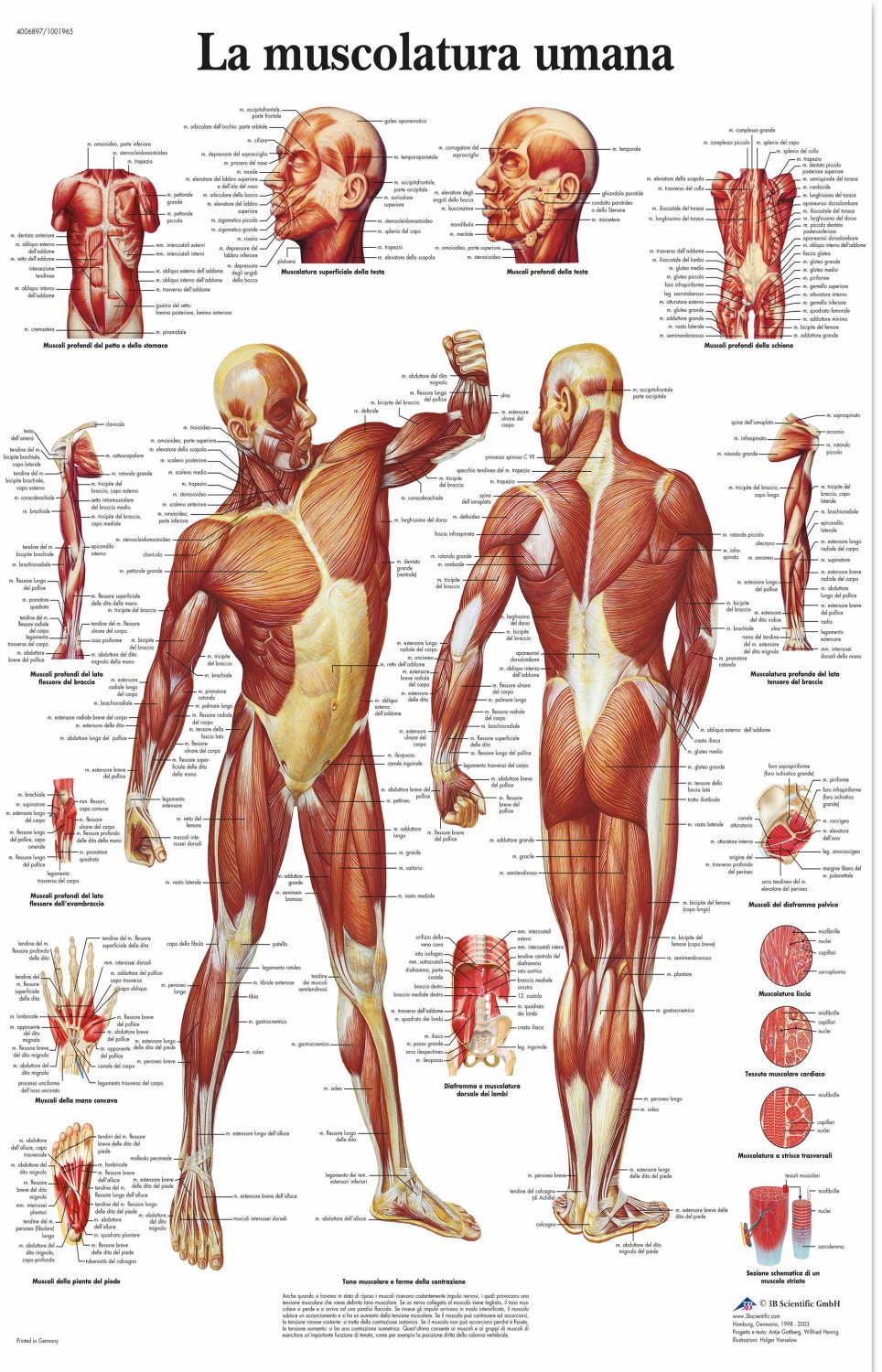 Human Muscle Anatomy Chart  18"x28" (45cm/70cm) Poster