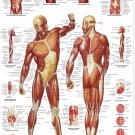 Human Muscle Anatomy Chart  18"x28" (45cm/70cm) Canvas Print