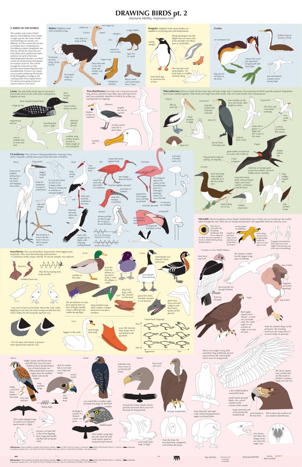 Drawing Birds Catalogue Infographic  13"x19" (32cm/49cm) Polyester Fabric Poster